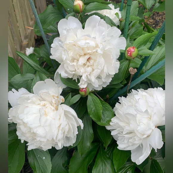 Meet your Posher - Picture 1 of 1